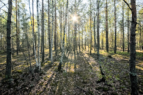 Vårskog Vårskog